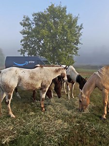 🐴 #driveku 🐴 grazing in fields. their necks turn as we pass by. “is that my order?” | Amazon.com