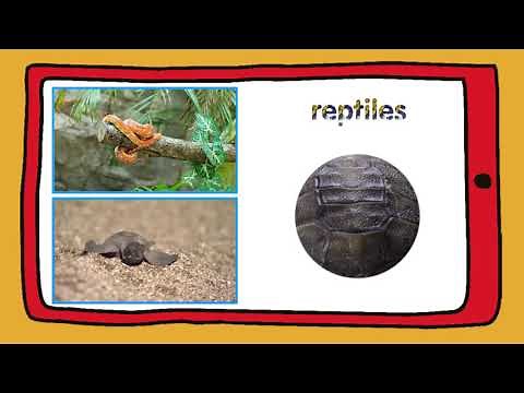 TIGER 3 - unit 2 cross curricular