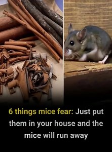 41K views · 39 reactions | To get rid of mice from your house, you can use some natural ingredients that are both effective and safe for humans  | Feedy Facts | Facebook
