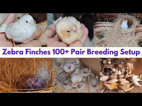 100 Pairs Zebra Finches Aviary | Mutations Finches Breeding Progress & Cute Baby Finches 🐥