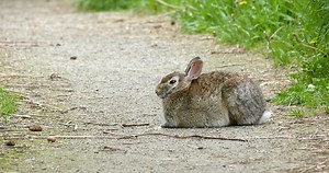Rabbit, Hare, Animal. Free Stock Video