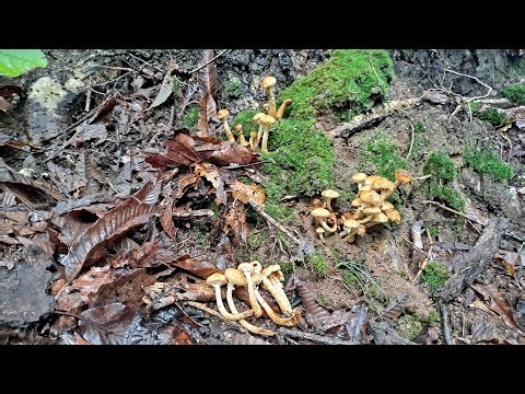🍄야생버섯들 대풍년! 식용버섯.독버섯 구별 식별법 버섯산행 건강 항암
