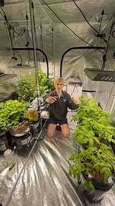 We are pruning and stringing up the indoor hydroponic tomatoes. We have a long form video on pruning and stringing them up if you want more detail :) tomatoes have 2 kinds of leaves. Sun leaves and suckers. The suckers want to become another tomato plant they will quickly overcrowd the space. We are keeping them go one main stem so we will be removing all suckers. Since I don’t change the environment indoors pruning can help them flower. Tomatoes are day neutral and will flower under and photope