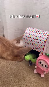 Minx Got Valentine Mail and It’s Her Favorite Toy #dogshorts #valentinesday #rescuedog | Minx the Dog