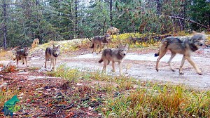 Introducing the Thuja Pack, the largest pack in our area this fall. The pack had 11 members, 7 of which appear to be pups. Having 7 pups alive in fall is pretty exceptional for wolves in our area. For perspective, the most number of pups we have documented a pack successfully rearing to adulthood so far is 5. On average, packs successfully rear around 2 pups each year (meaning that the majority of pups die before their first birthday…average litter size is 5.1 pups). Of course, just because the 