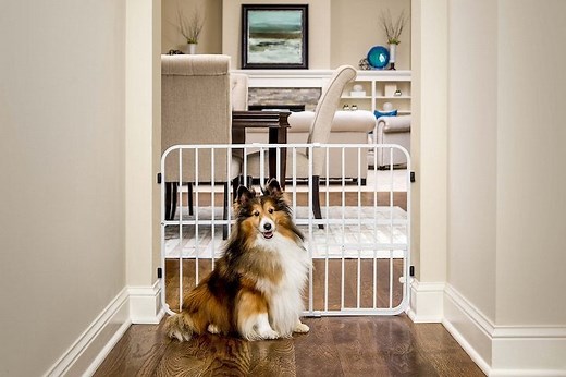 Dog Gates 101: Choosing the Right Dog Gate for Your Home
