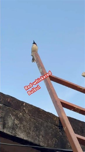 Meet the Colorful Red-whiskered Bulbul! 🐦✨ #bulbul #birdwatching #birdshorts