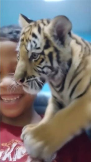 Aku punya anak singa#funny #lucu #shortvideo #viral #efek #videolucu #shorts