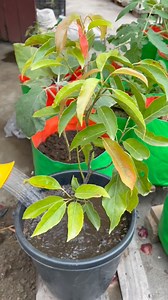 Olive plant grow tips using compost soil #olive #plants #nature #flowers #plantsofinstagram #garden #plant #plantsmakepeoplehappy #gardening #houseplants #plantlover #green #photography #naturephotography #indoorplants #flower #plantlife #love #succulents #urbanjungle #cactus #art #plantstagram #plantas #homedecor #naturelovers #plantsplantsplants #beautiful #photooftheday | Rezia Gardening