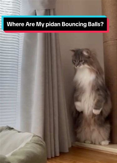 Lightweight bouncing balls that keep your cat running, jumping and playing for hours! Thanks for sharing @ルクひな日記 🐱✨ #cat #cattoy #catlover #cattok #pidan