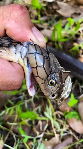 For the love of god please do not do this to any reptile unless it is medically necessary. I’m tired of seeing this.