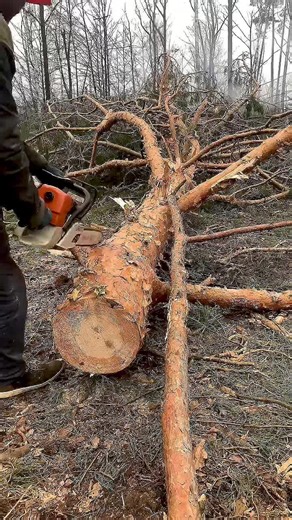 High-Performance Chainsaws for Wholesale Supply