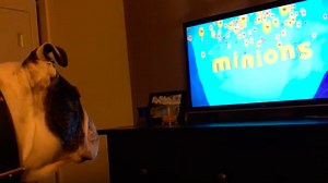 Fascinated bulldog can't stop watching the 'Minions' movie