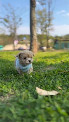 Teacup Maltipoo boy Jack available