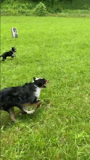 Border Collies running full speed