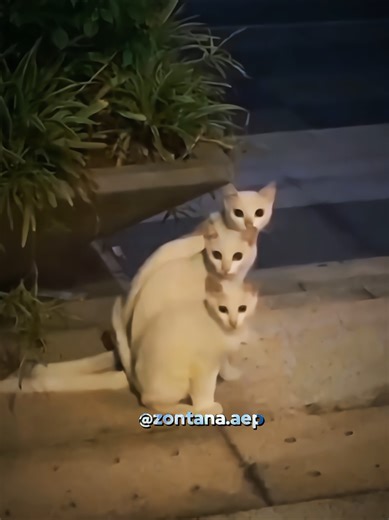 Synchronized Cats Dancing: Captivating Cat Edits