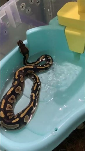 My ball python relaxing in her tub when she was 6 months old