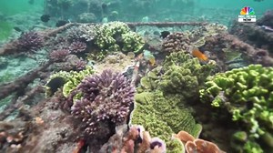 Researchers complete first-ever detailed map of global coral