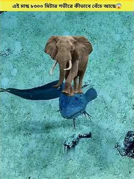 The most powerful fish in the ocean || #shorts #shortsvideo