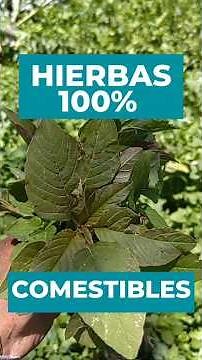 COMMON EDIBLE AND MEDICINAL HERBS