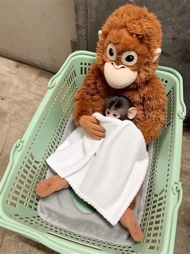 The moment they became inseparable 🐵❤️ #Punch #punchthemonkey #fyp #bestfriends #japan #shorts