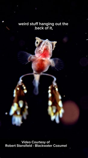 You don’t want to miss this episode of Edge of the Earth: Tales of Conservation! Marine photographer and videographer Robert Stansfield of Blackwater Cozumel joins us for a deep dive into the strange, beautiful world of blackwater diving. In this episode, we explore what blackwater diving actually is, why the ocean’s “night shift” brings some of the planet’s most bizarre creatures to the surface, and how powerful storytelling and underwater visuals can inspire the next generation of ocean conser