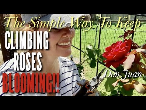 How To Keep Your Climbing Roses Blooming All Season Long / Deadheading Made Easy!