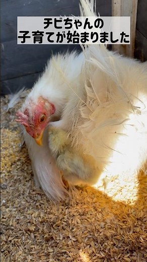 ③糸毛チャボが烏骨鶏を育て始めました #孵化 #ヒヨコ