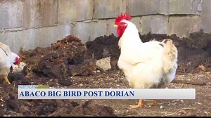 15K views · 50 reactions | Now to news from Abaco, we have an update on Abaco Big Bird post-Hurricane Dorian. Megan Shepherd has more. | ZNS Northern Service | Facebook