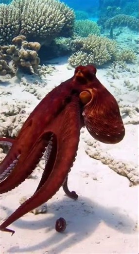 Octopus Are The Coolest Animals Ever!!!!