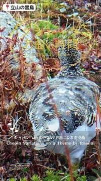 1分クラシック♪ ショパン ロッシーニの主題による変奏曲 #クラシック #名曲 #朝