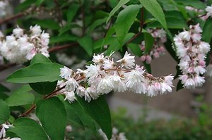 Deutzie - Mailblumenstrauch - Standort, Sorten und richtig umpflanzen