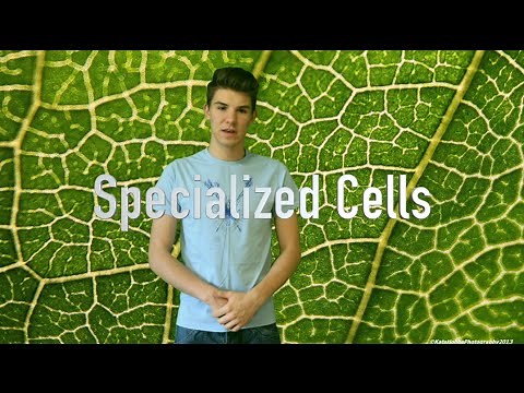 Specialized Cells in Plants (Root hair, guard, palisade cells)