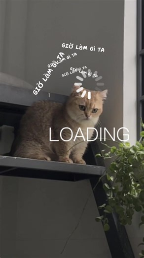 Kế hoạch trốn thoát bất thành 😇 #cat #meow #fypシ゚ #cute