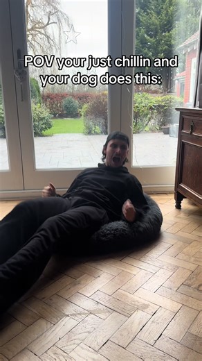 Chill Moments: When Your Dog Just Sits There