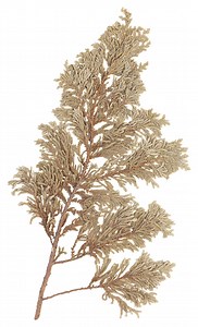 The Disease of a Cedar Tree Dying From the Top Down