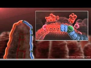 Clevers group: The intestinal Crypt