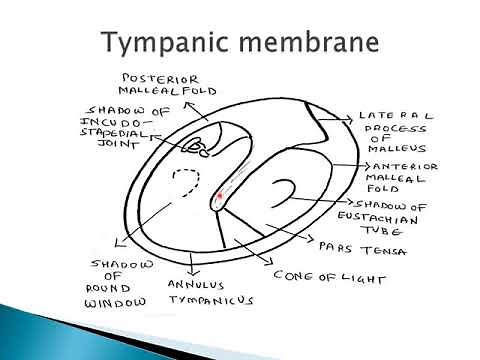 Anatomy of external ear | ENT Lecture Series