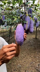 159K views · 387 reactions | akebia quinata fruits nutrition facts. বেগুনি রঙের অদ্ভুত ফল আকবিয়া কুইনাটা। #akebia #quinatafruits #highlightseveryone #exclusive #fbreelsfypシ゚ | Sheikh Jalal | Facebook