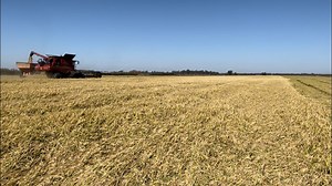 Rice fields in California look more like dust fields thanks to drought