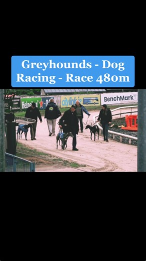 #dog #dogsports #runningdogs #dogracing #race #fast #speed #trend #foryou #foryoupage #follow