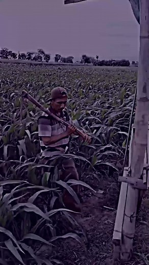 Rural Cornfield Adventure: Building a Unique Shelter