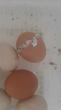 Timelapse of a chicken egg hatching