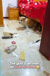 The walk of shame... 🤣🤣 | The Woof World