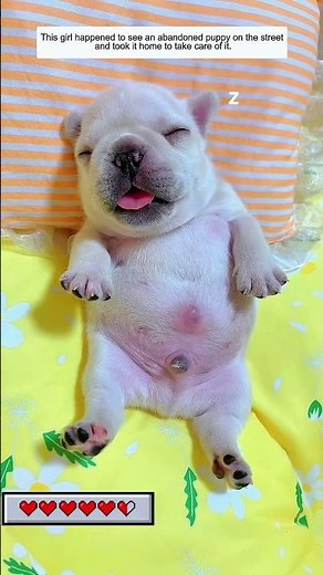 The poor baby dog was rescued and found a warm home #dog #puppy #rescuedog #animals #animalrescue