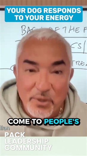 Cesar Millan on Instagram: "Want a better relationship with your dog? Start with your energy. In the Pack Leadership Community, Cesar teaches you how. Join live every week. Click the link in bio to get started. ¿Quieres una mejor relación con tu perro? Empieza por tu energía. En Pack Leadership Community, César te enseña cómo lograrlo. Únete en vivo cada semana. Haz clic en el link en bio para comenzar."