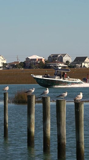 Exploring the Carolina Marsh in Murrells Inlet