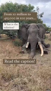 🐘 Elephants have roamed Africa for over 60 million years. 🐘 Human influence on their habitat became increasingly detrimental over the last 100 years. 🐘 At the start of that period, there were over 10 million elephants across Africa. Today, a mere 415,000 elephants - 4% - are left. 🐘 Our longest tracking dataset for 1 single elephant is 18 years, almost 1/5 of the past century! Long-term tracking studies like the ones conducted by @elephantsalive, are crucial to help us understand how the rem
