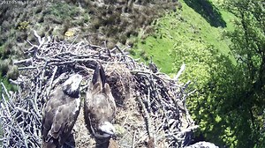 KL is on the left here. She flew in after the male had been incubating for a while. As you can see he had no intention of getting off the eggs though! After failing to move him off, she gives up and flies away. | Lake District Osprey Project