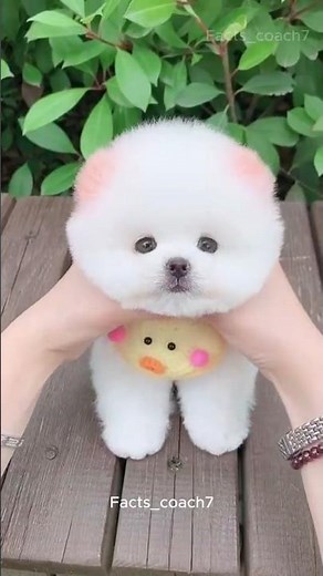 World’s Tiniest Dog 🐶💖